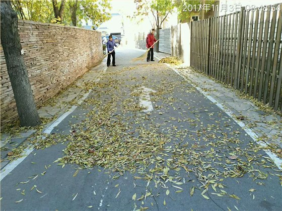 樹(shù)葉